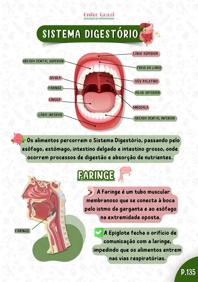 Página Sistema Digestório
