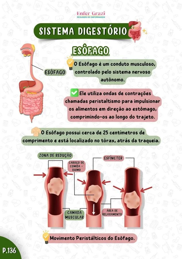 Página Sistema Digestório - Esôfago
