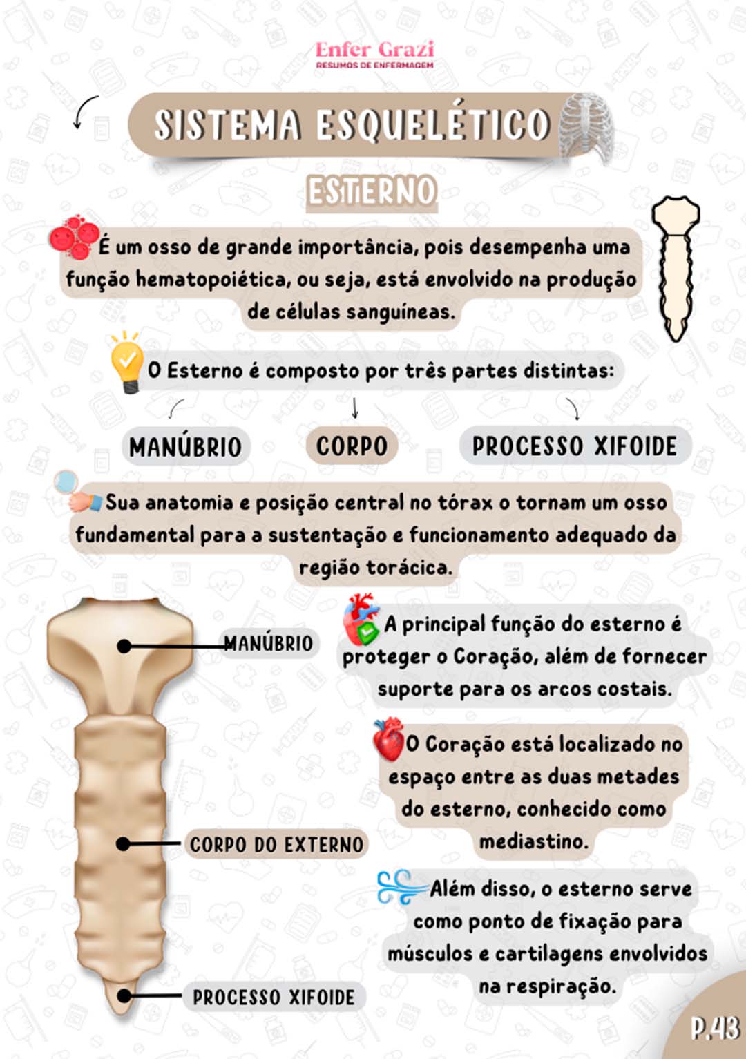 Anatomia Humana Ilustrada - Enfer Grazi