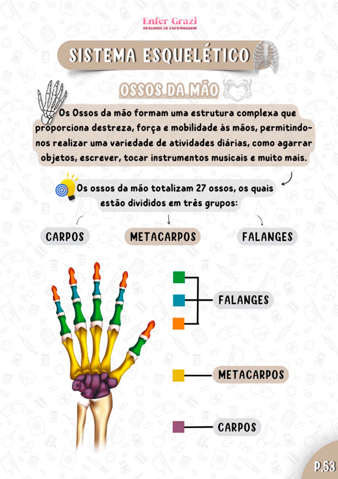 Anatomia Humana Ilustrada - Enfer Grazi